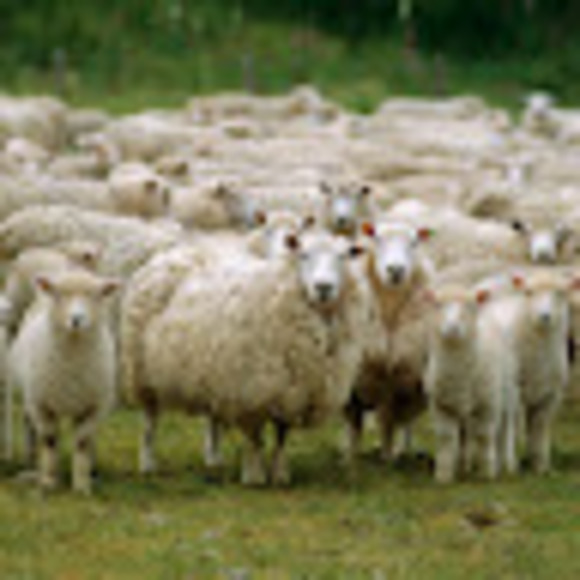 Meet your Posher, Hayjayy - Picture 1 of 1